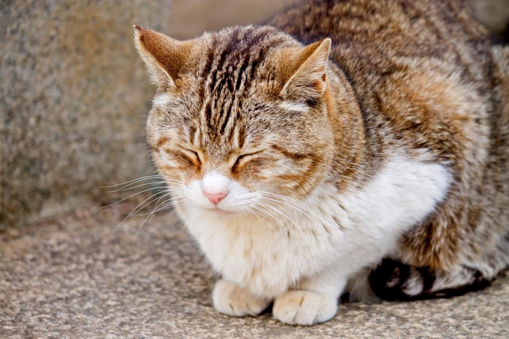 眠る猫